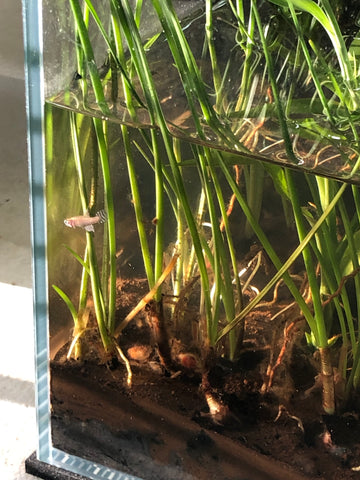 Acorus gramineus "Japanese Sweet Flag" Approx. 10" Riparium Plant