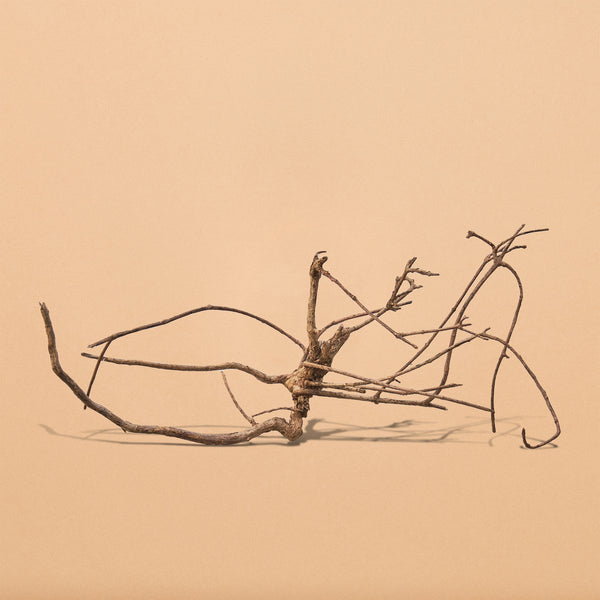 Bantigue Root - Hand Selected Specimens