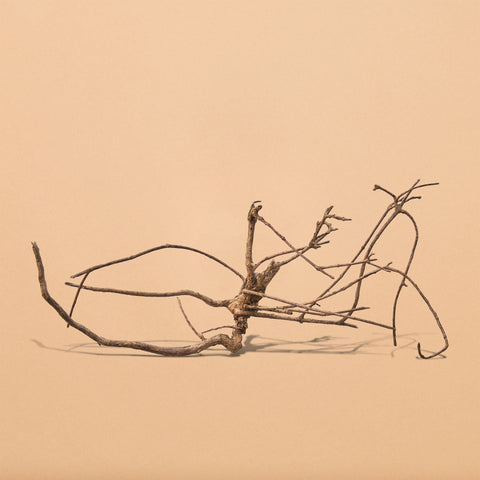 Bantigue Root - Hand Selected Specimens