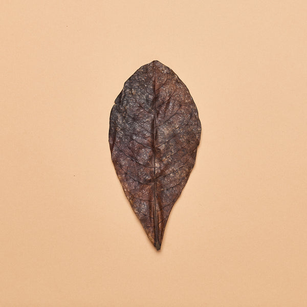 Catappa Leaves- Medium Size