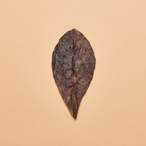 Catappa Leaves- Medium Size