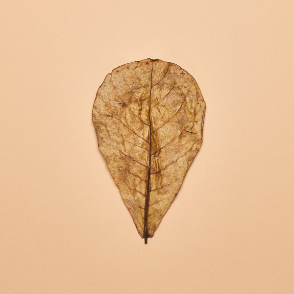 Catappa Leaves- "Nano" Size (Package of 20)