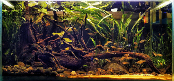 Live Oak Leaf Litter  (Approx 1.5oz/42.52g Package)