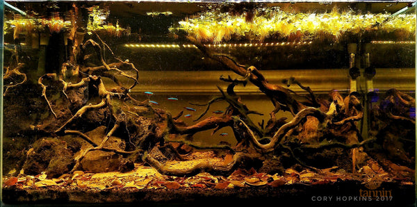 Live Oak Leaf Litter  (Approx 1.5oz/42.52g Package)