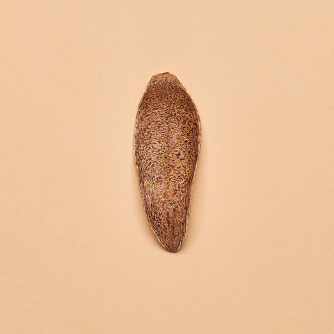 Swietenia Pod
