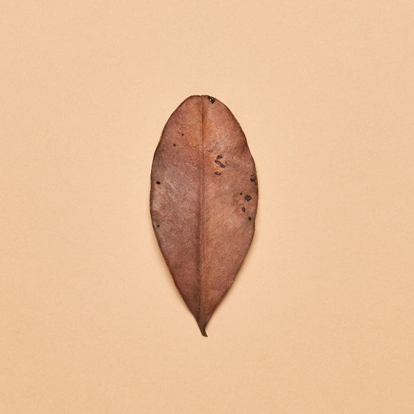 Malaysian Yellow Mangrove Leaves