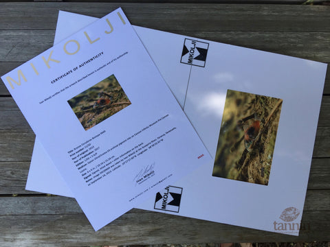 Tannin Special Release "Mikolji Bronze Corydoras Biotope 9669" (Ivan Mikolji-curated Botanical Sampler Pack, and Exclusive Signed Limited Edition Print)