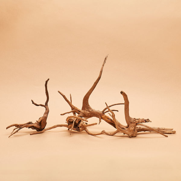 Blonde "Nano" Spider Wood- Hand-Selected Specimens