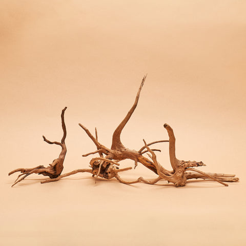 Blonde "Nano" Spider Wood- Hand-Selected Specimens