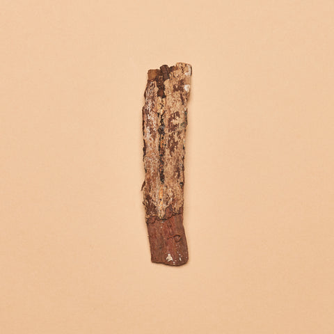 Selatan Catappa Bark Pieces (Package of 4 Pieces)