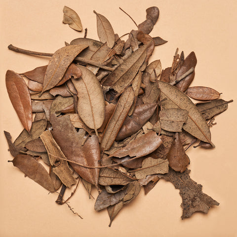 Live Oak Leaf Litter  (Approx 1.5oz/42.52g Package)