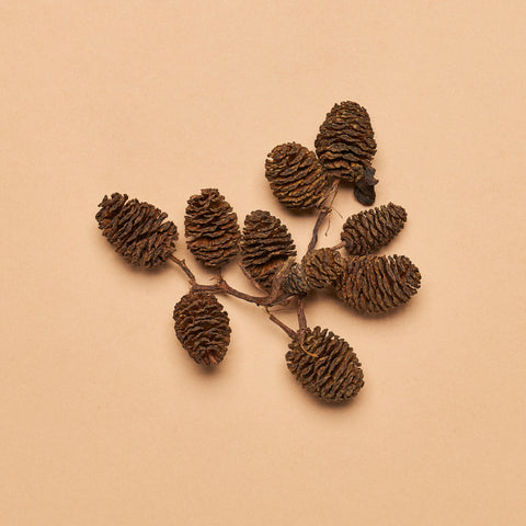 Alder Cones (Approx. 4-ounce package)