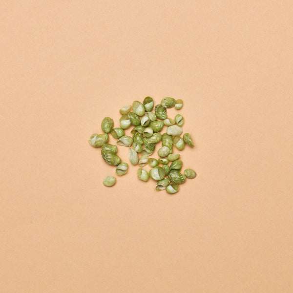 Littorina sp. (Mangrove Periwinkle) Shells (.5oz/142g. package)