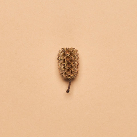 Indian Casuarina Cones