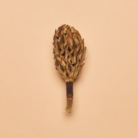 Magnolia Seed Pod