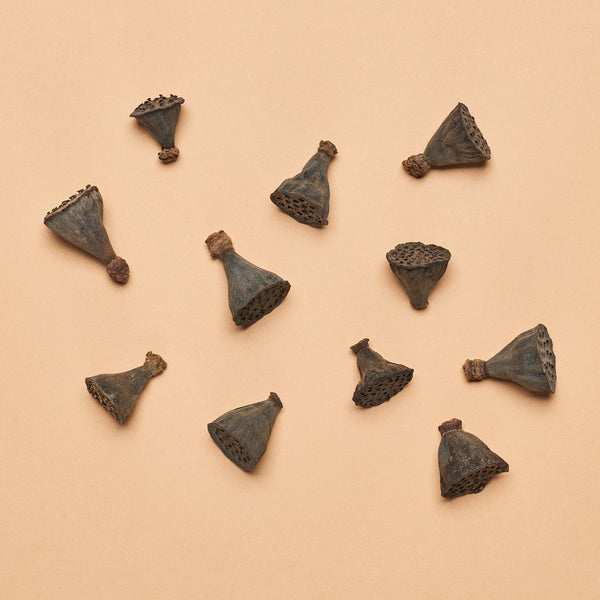 "Nano" Lotus Seed Pod (Package of 36)