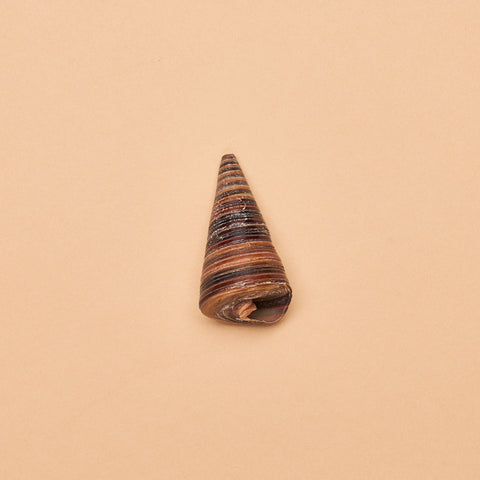 Telescopium Snail Shells (Approximately 2.5"-3" /6.35-7.62cm)