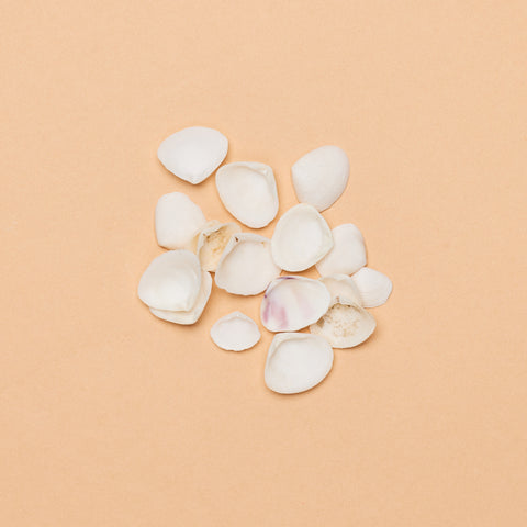 Donacidae Shell Halves (Pack of 50 specimens)